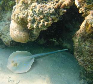 Blaupunktrochen