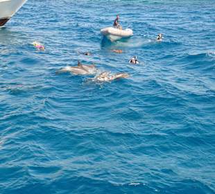 Delfine, Delfine, Delfine