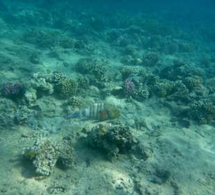 Besenschwanzlippfisch