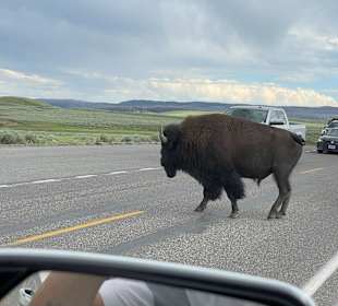 Yellowstone Nationalpark