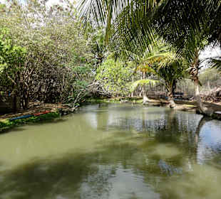Zuchtteich für Buntbarsche