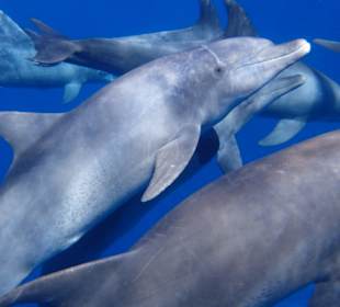 Man hört ihre Klicklaute und das Fiepen