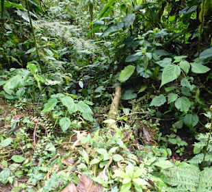 Wanderung durch den Nebelwald/Regenwald