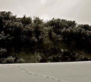 Yellowcraig Beach near N. Berwick