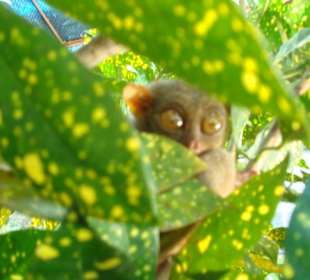 Herziger Tarsier
