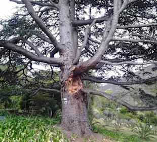 Botanischer Garten Kirstenbosch