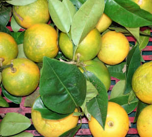 Rundgang über den Marché forain du Front de Mer