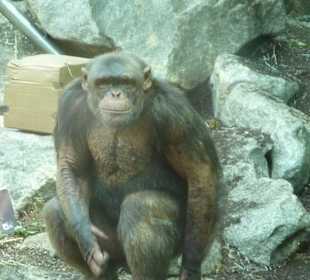 Bonobos