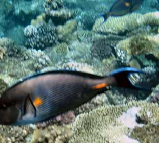 Fische 20 cm neben einem 