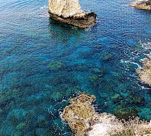 Ayia Napa Bogen Monachus Monachus