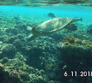 Schnorcheln Marsa Alam