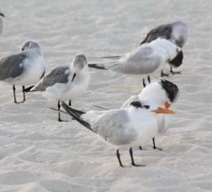 Strand Playa del Carmen/Playacar