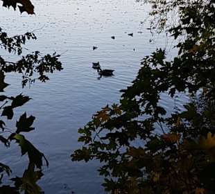 Verschiedenste Wasservögel