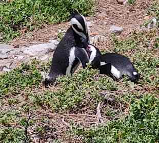 Brütendes Pinguinpaar