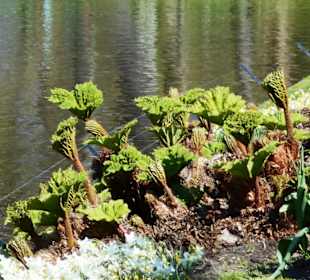 Blumenpracht im Keukenhof