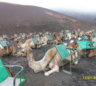 Bardzo przyjazne wielbłądki