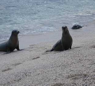 Viele Seelöwen teilweise mit Jungtieren