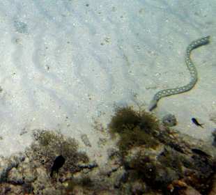 Schnorcheln Playa Kalki