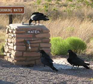 im City of Rocks State Park in New Mexico
