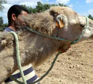 Kaktus mit Camel teilen