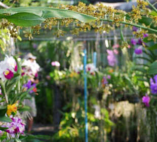Farma orchidei