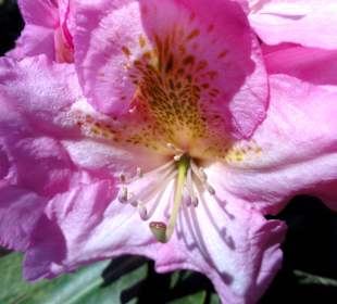 Spaziergang durch den Rhododendronpark Westerstede