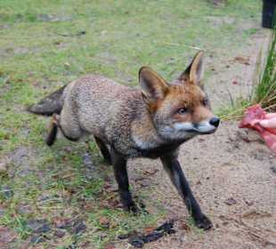 Fuchs