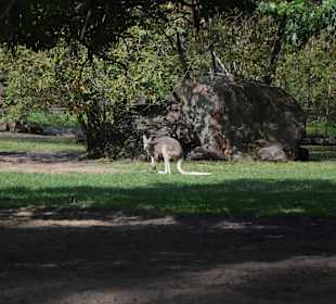 Zoo