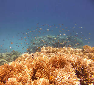 Korallen traumhaft schön