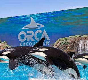 Die tägliche Liveshow mit den Orcas (großen Schwer