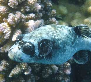 Schnorcheln Abu Dabbab