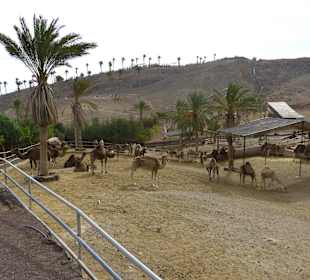 Hunderte kamele