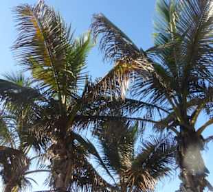 Palmen auf der Terraza La Marina