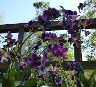 Wunderschöne Blumen