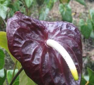Anathurienplantage