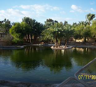 Krokodilfarm Animalia