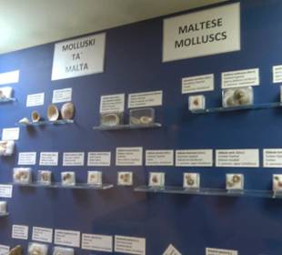 Naturhistorisches Museum