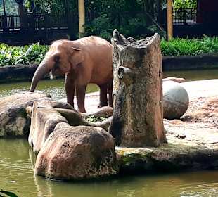 Singapur Zoo