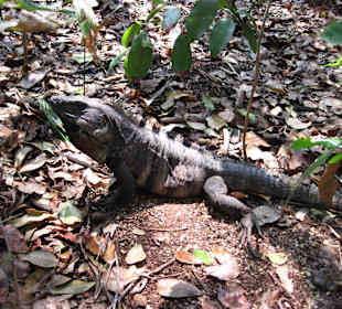 Iguana