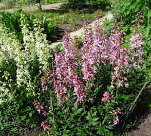 Spaziergang durch den Botanischen Garten Bremen