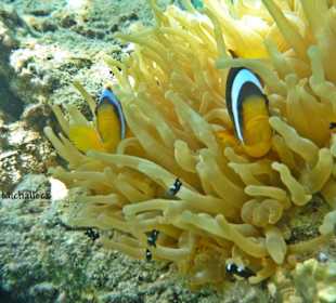 Anemonenfische