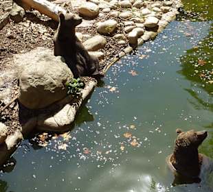 Braunbären beim Spielen