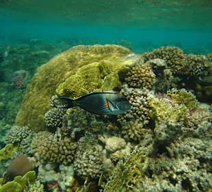 Rafa przy Al Malikia