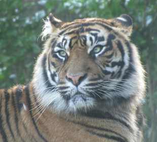Tiger im Rimbabereich