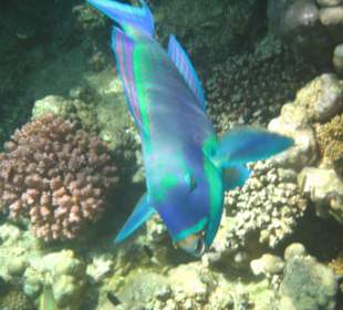 Papageienfisch