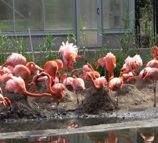 Zoo Heidelberg