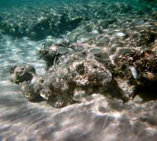Immer wieder Fischschwärme am Hausriff