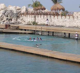 Delphinus