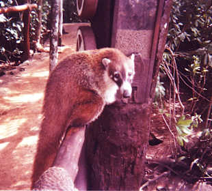 Nasenbär an der Futterstelle