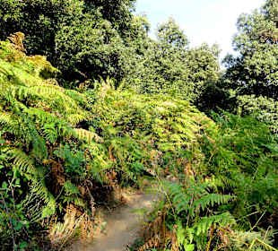 Wanderweg zum Tour de la Massane